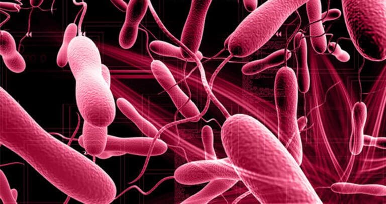 No-NonScents Bacteria, The Key to Odor Control