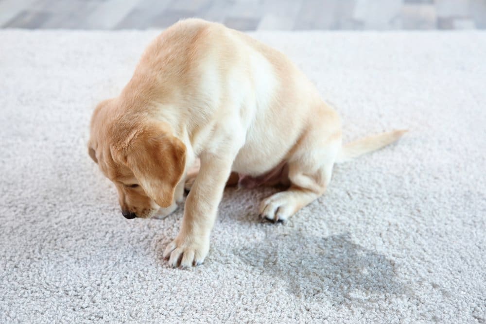 a dog peed on carpet and sitting sad beside the urine stain.