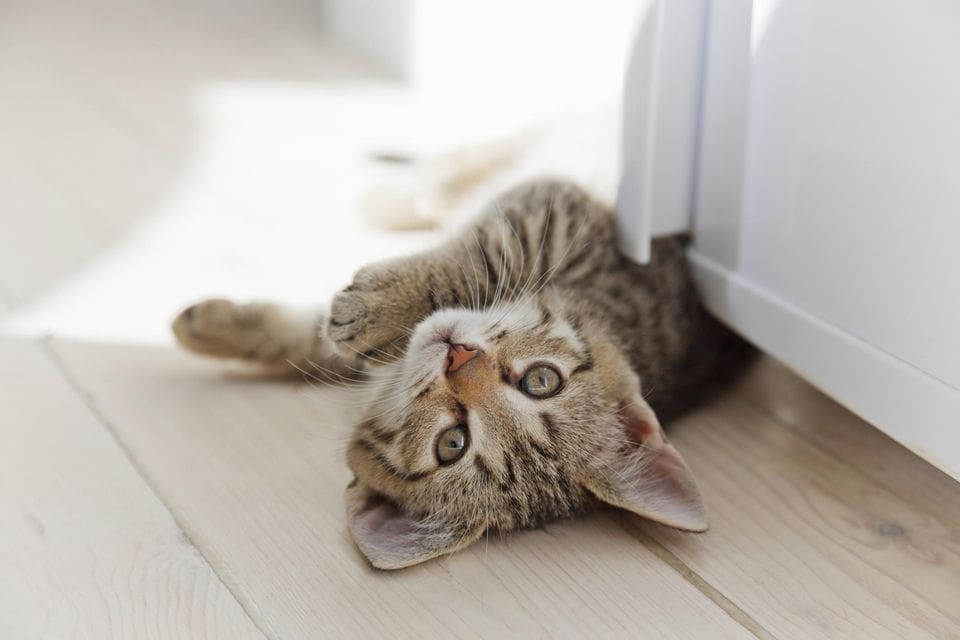 a cat is lying on a wood floor.
