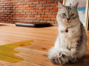 cat urine on wood floor and cat sitting beside