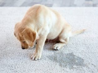 a dog peed on carpet and sitting sad beside the urine stain.